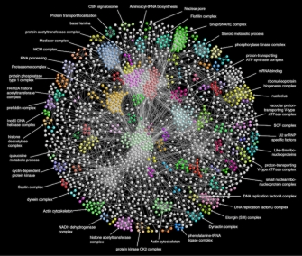 The Drosophila Protein interaction Map